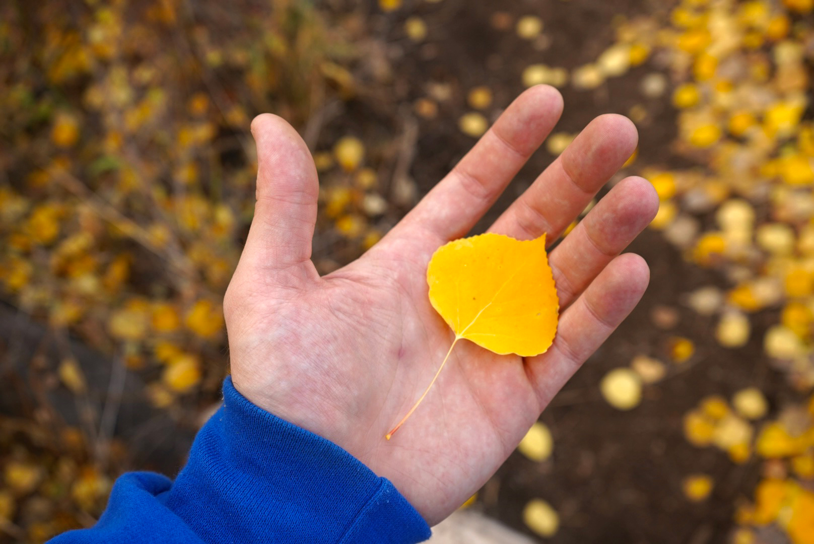 Leaf