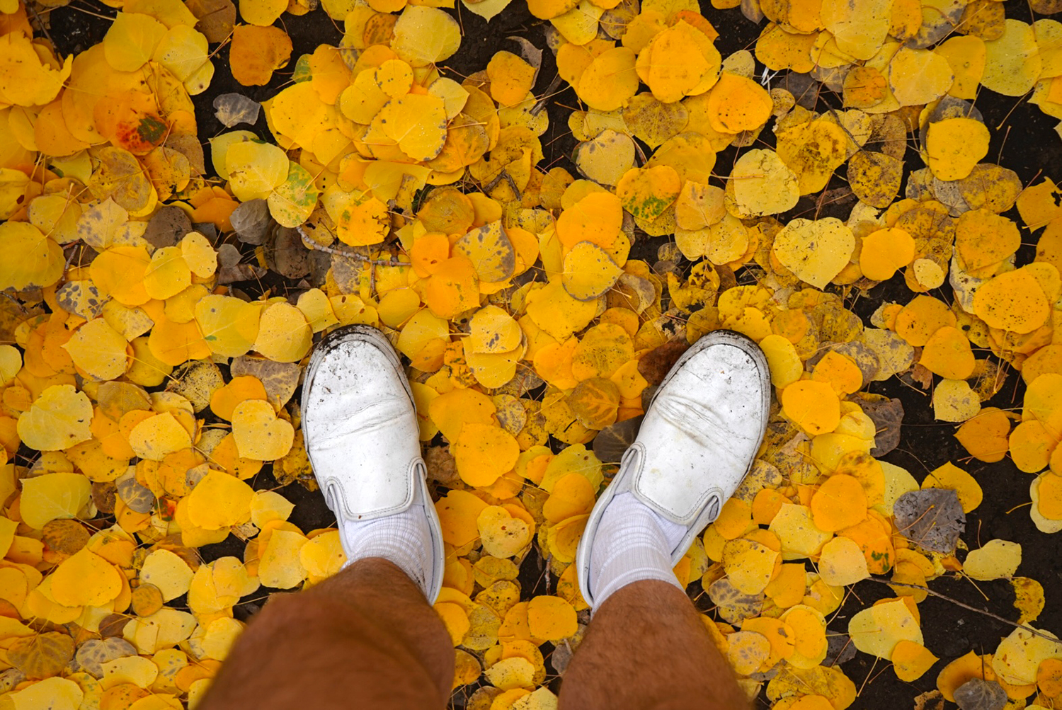 Leafs